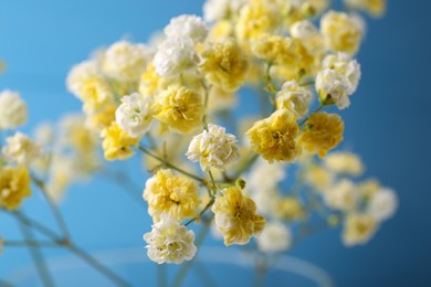 Photo of Beautiful dyed gypsophila flowers on light blue background, closeup
