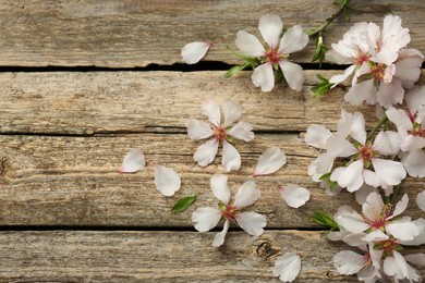 Photo of Beautiful spring tree blossoms and petals on wooden table, flat lay. Space for text