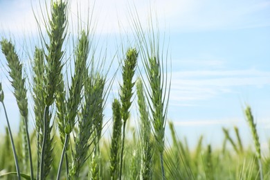 Closeup view of agricultural field with ripening wheat crop