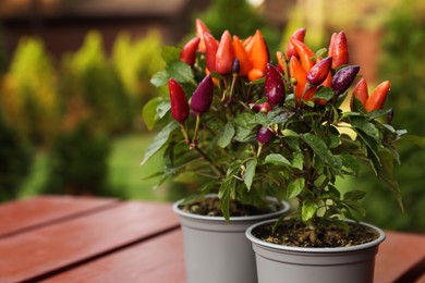 Photo of Capsicum Annuum plants. Potted rainbow multicolor chili peppers on wooden table outdoors against blurred background. Space for text