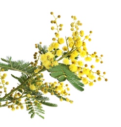 Photo of Beautiful mimosa plant with small yellow flowers on white background, closeup