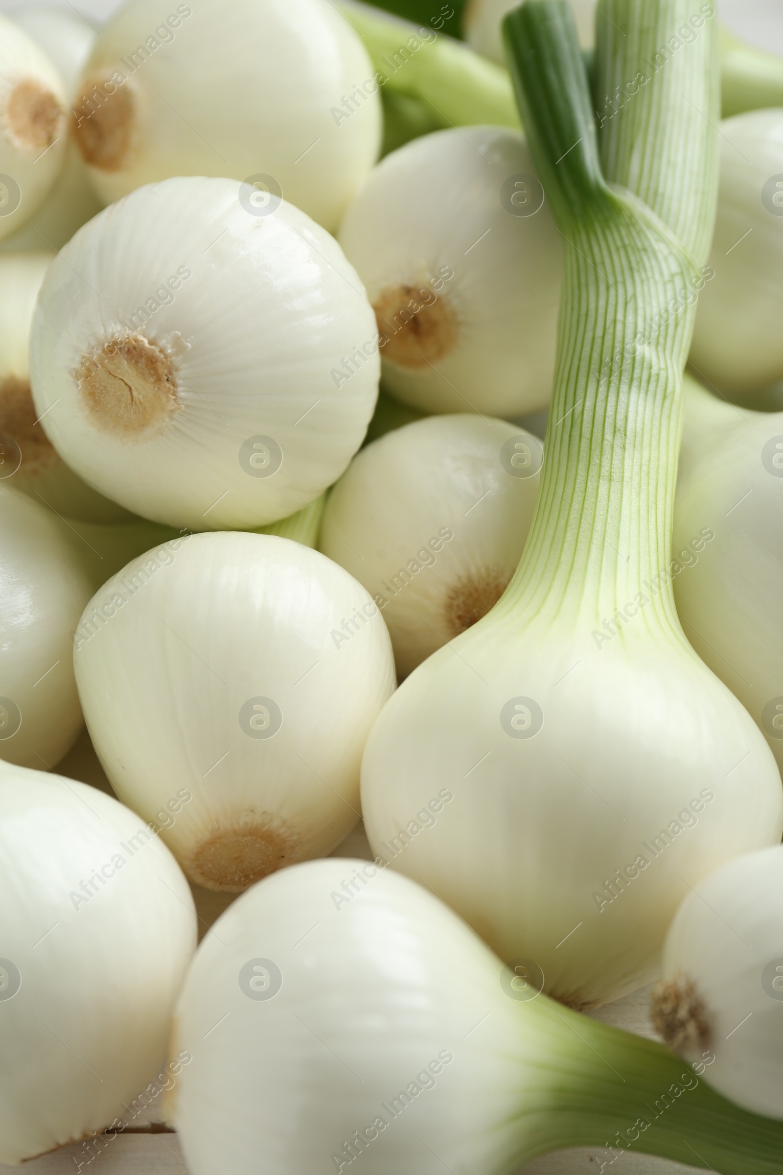 Photo of Whole green spring onions as background, closeup