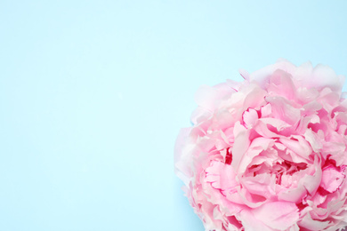Photo of Beautiful pink peony on light blue background, top view. Space for text