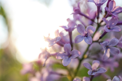 Photo of Closeup view of beautiful blossoming lilac shrub outdoors