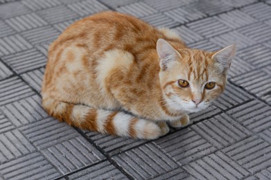 Photo of Lonely stray cat on pavement outdoors. Homeless pet