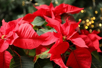 Photo of Beautiful poinsettia on blurred background. Traditional Christmas flower
