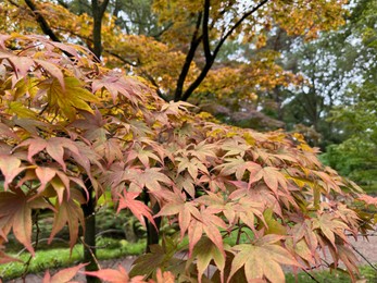 Photo of Tree with beautiful leaves in autumn park