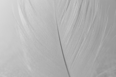 Photo of Fluffy bird feather on white background, closeup