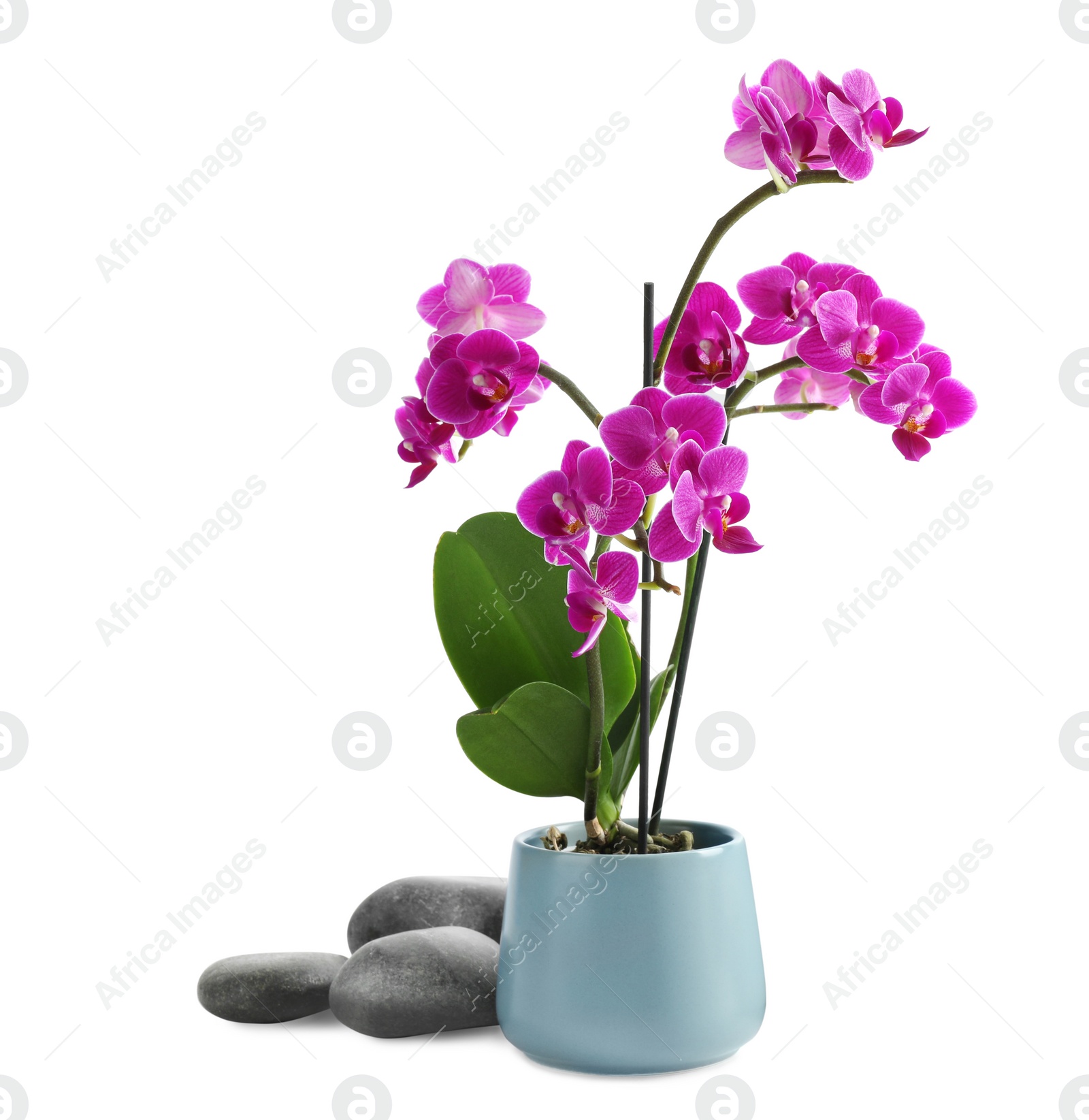 Photo of Orchid in flowerpot with spa stones and towel on white background