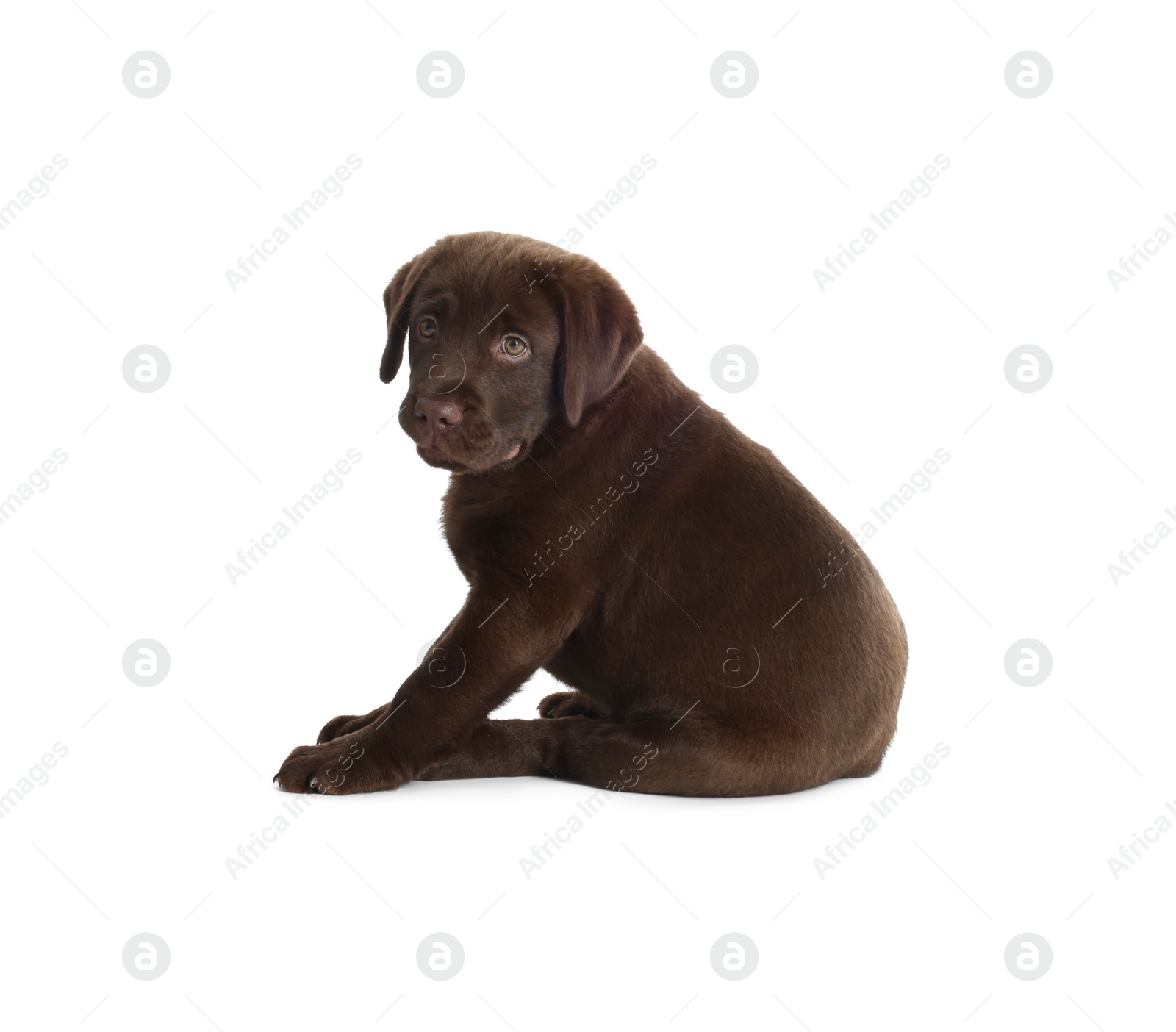 Cute chocolate Labrador Retriever puppy on white background Photo of Cute chocolate Labrador Retriever puppy on white background