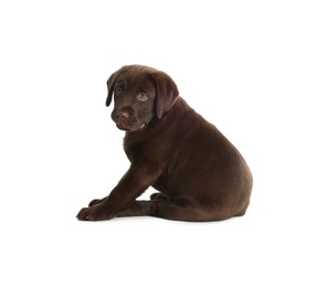 Photo of Cute chocolate Labrador Retriever puppy on white background