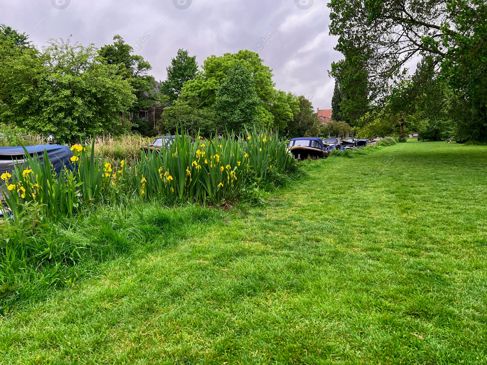 Photo of Beautiful view of iris flowers near canal with different boats