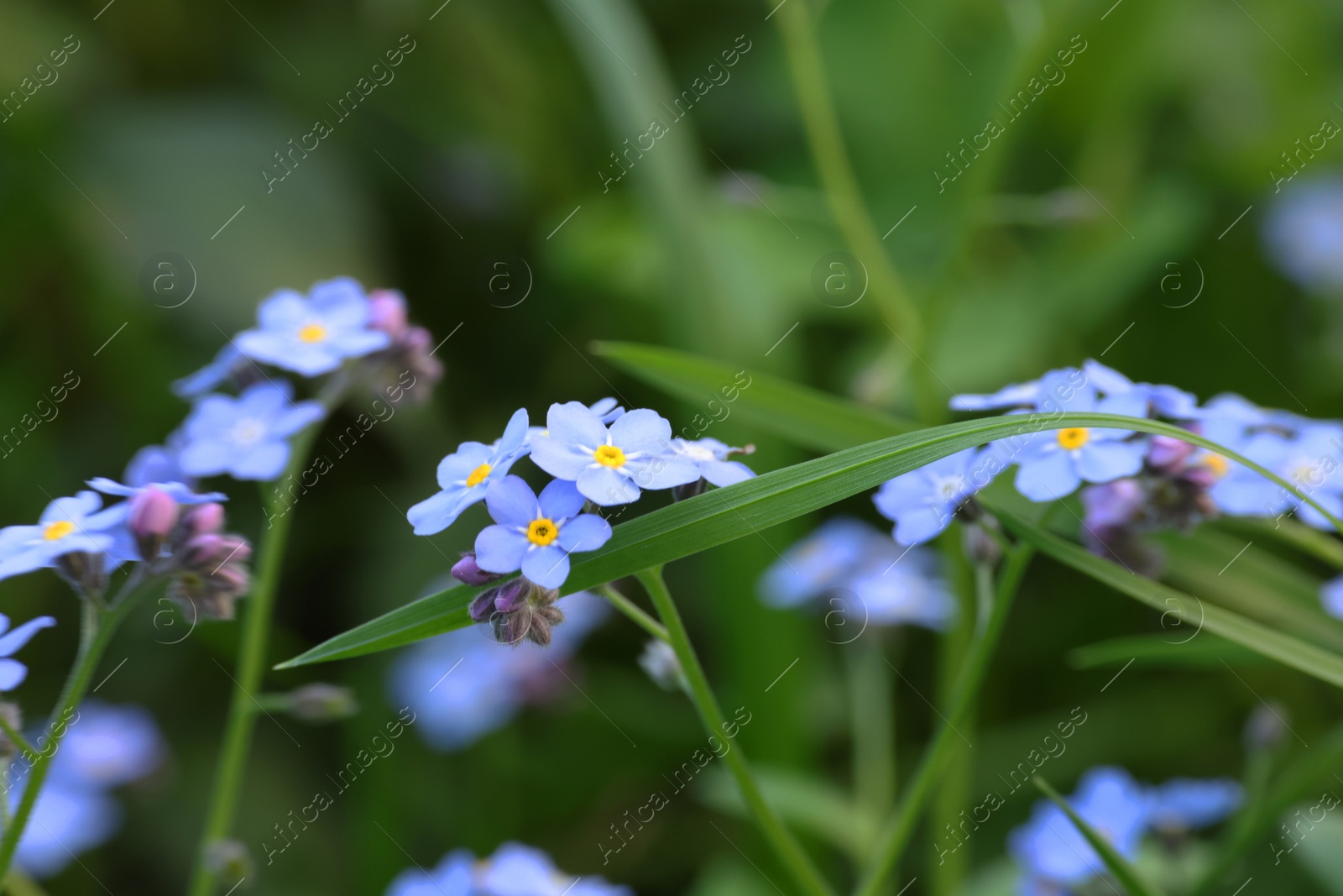 Photo of Beautiful forget-me-not flowers growing outdoors. Spring season