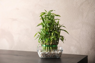 Green bamboo in glass bowl near color wall