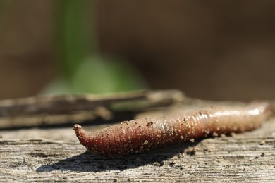 Photo of One worm on wooden surface against blurred background, closeup