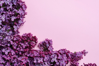 Photo of Beautiful lilac blossom on pink background, flat lay. Space for text