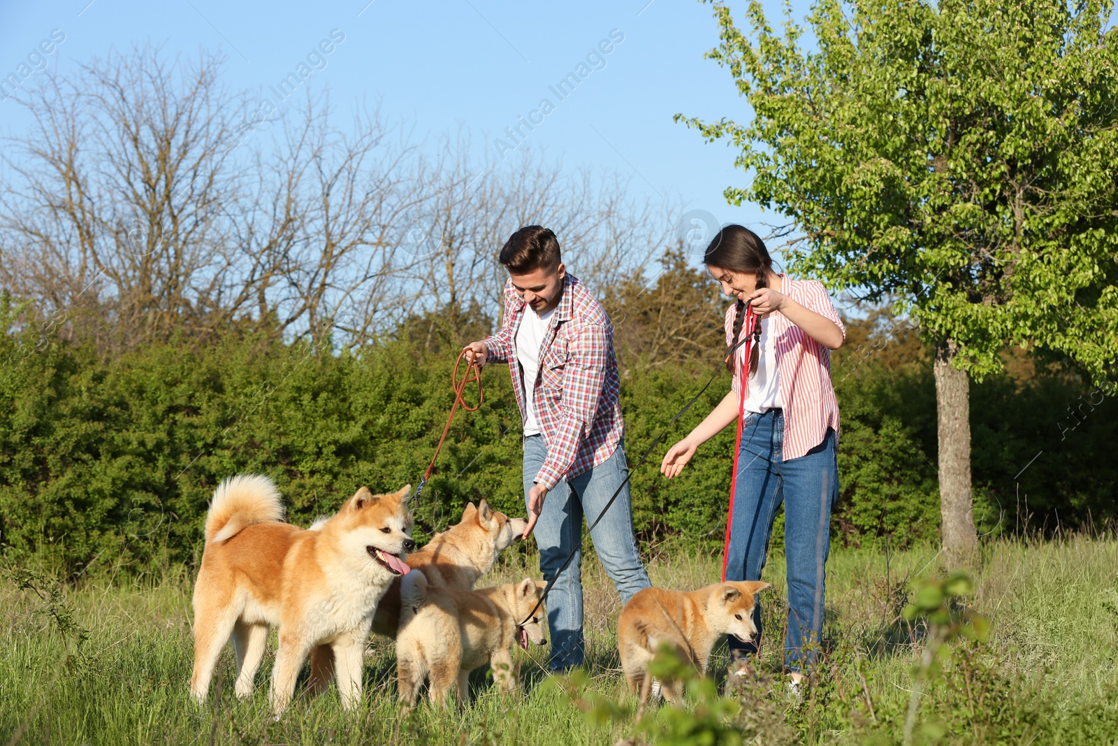 Photo of Owners walking their adorable Akita Inu dogs in park