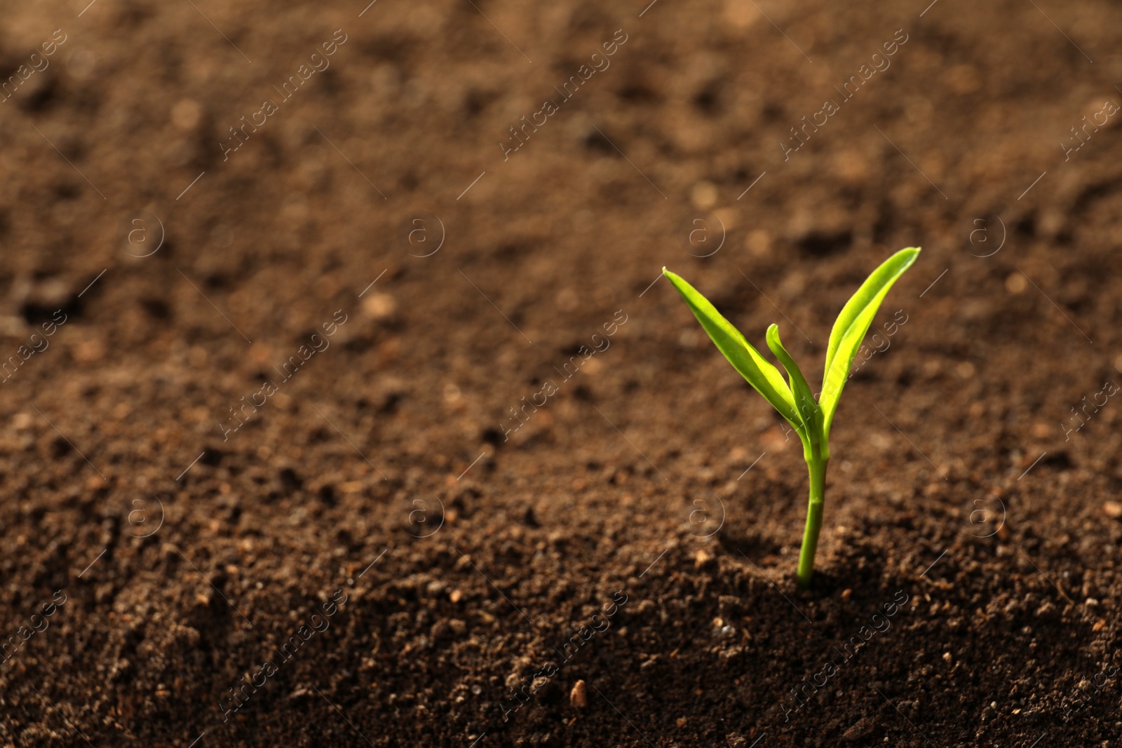 Photo of Young plant in fertile soil, space for text. Gardening time