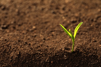 Photo of Young plant in fertile soil, space for text. Gardening time