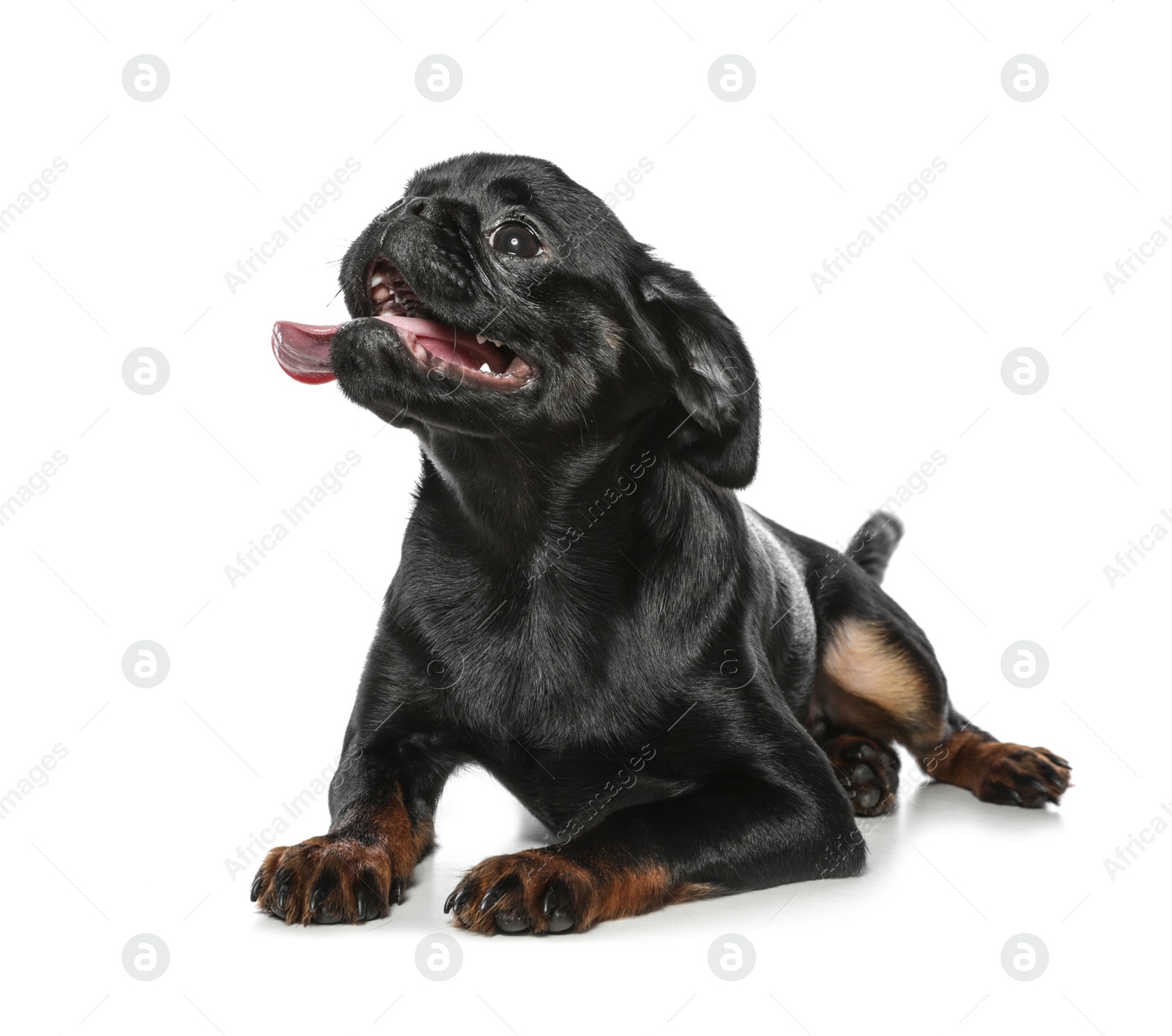 Photo of Adorable black Petit Brabancon dog lying on white background