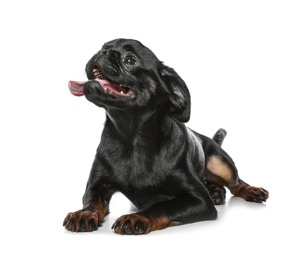 Adorable black Petit Brabancon dog lying on white background