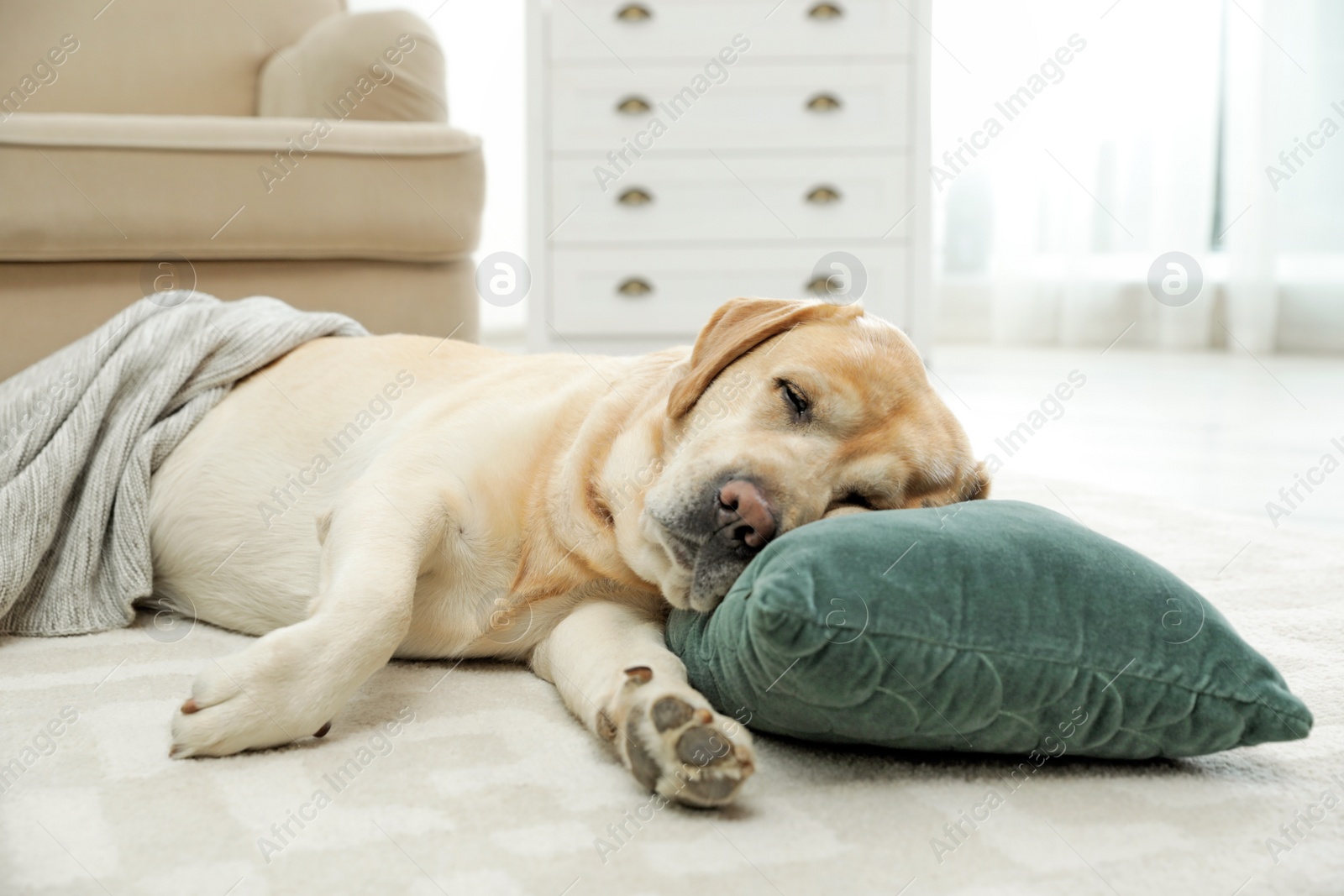 Photo of Yellow labrador retriever with pillow lying on floor indoors