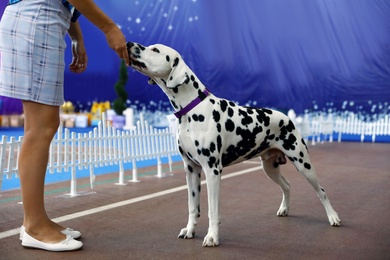 Photo of Owner with cute Dalmatian at dog show