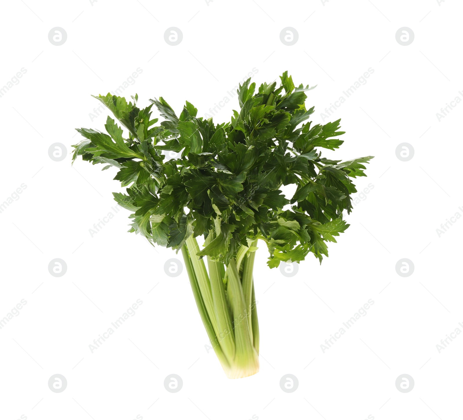 Photo of Fresh green celery bunch isolated on white