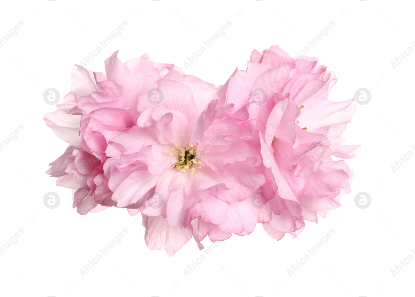 Photo of Beautiful pink sakura blossoms isolated on white