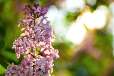 Photo of Closeup view of beautiful blossoming lilac shrub outdoors