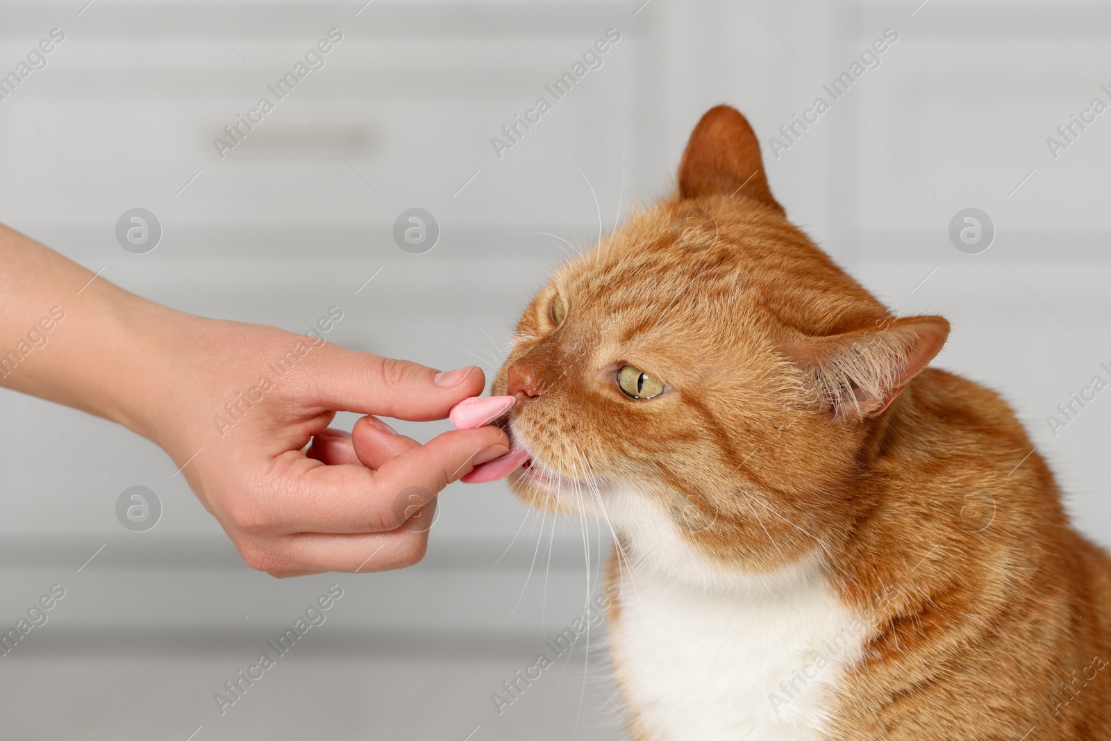 Photo of Woman giving vitamin pill to cute cat indoors, closeup