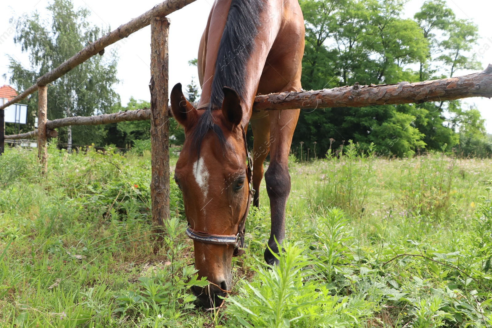 Photo of Beautiful horse grazing on green grass in paddock outdoors