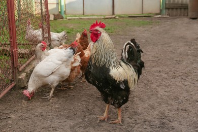 Many beautiful hens and rooster in farmyard. Free range chickens
