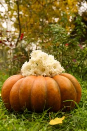 Photo of Pumpkin with many beautiful chrysanthemum flowers on green grass in garden