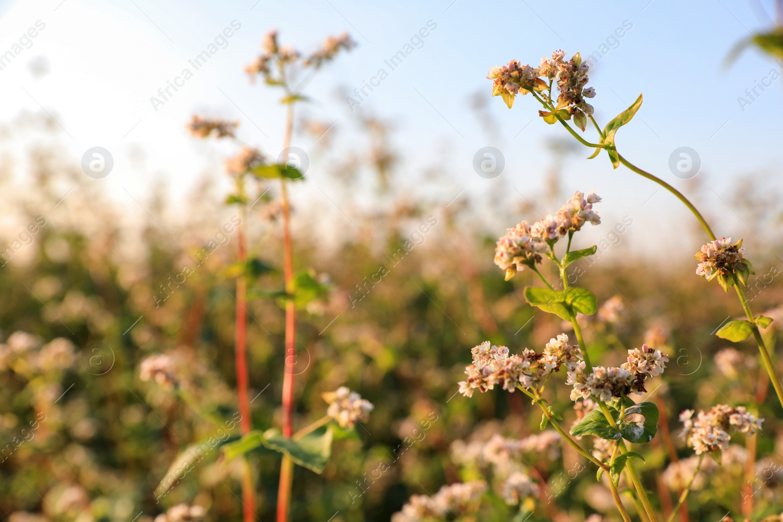 Photo of Beautiful blossoming buckwheat field on sunny day, closeup view