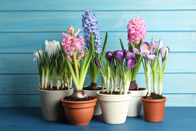 Photo of Different beautiful potted flowers on blue wooden table