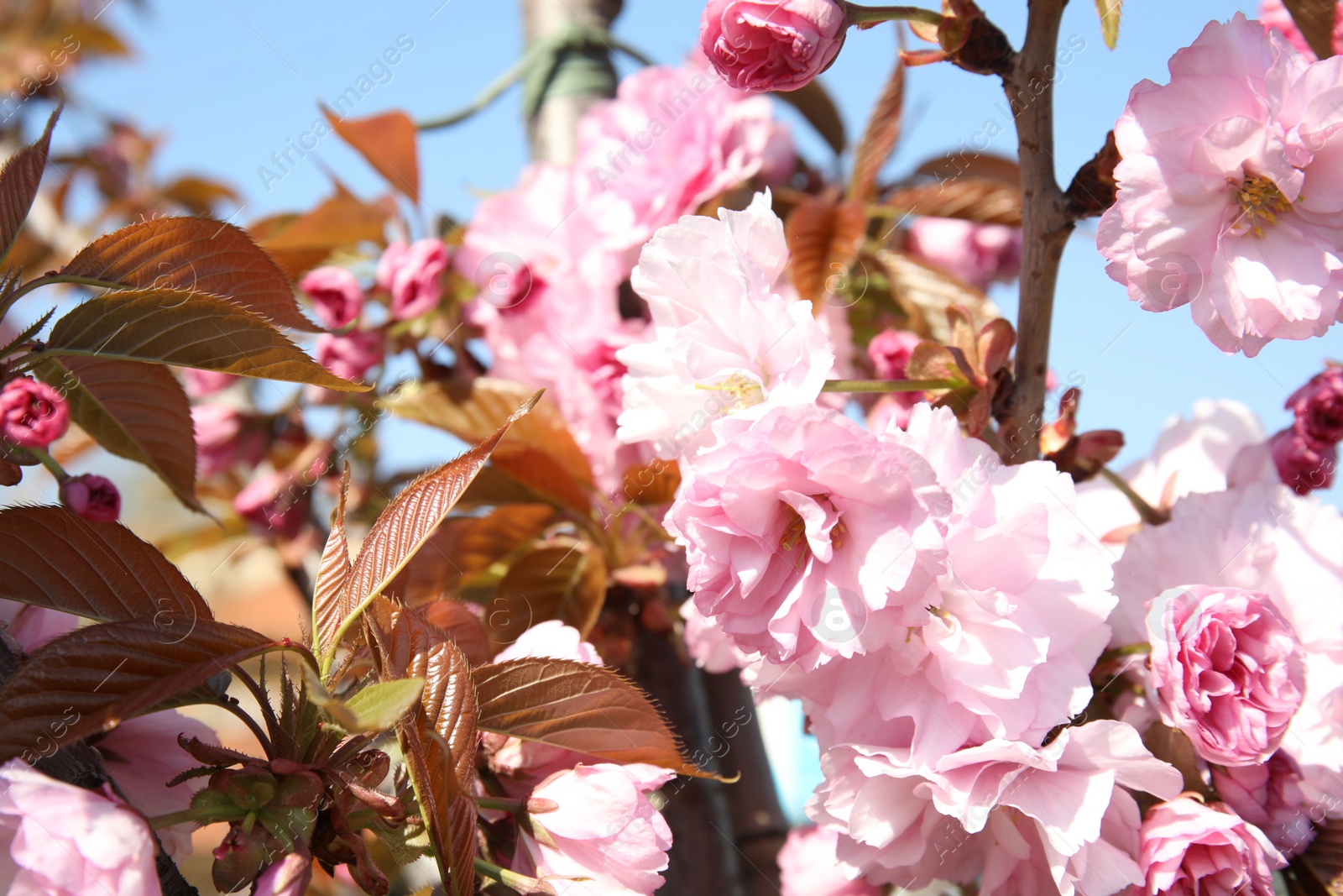 Photo of Closeup view of blooming spring tree on sunny day