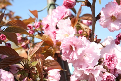 Closeup view of blooming spring tree on sunny day