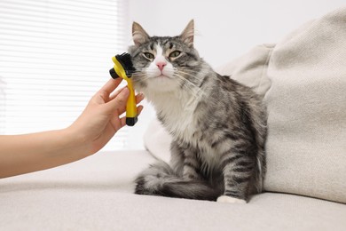 Photo of Woman brushing her cute cat on sofa at home, closeup