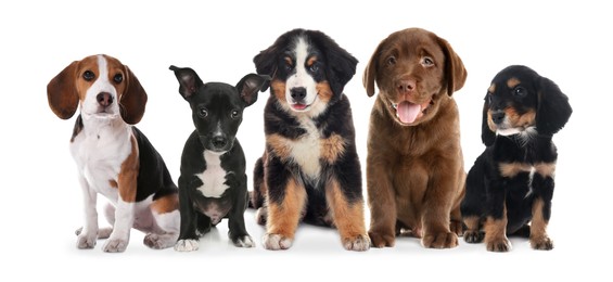 Image of Group of adorable puppies on white background. Banner design
