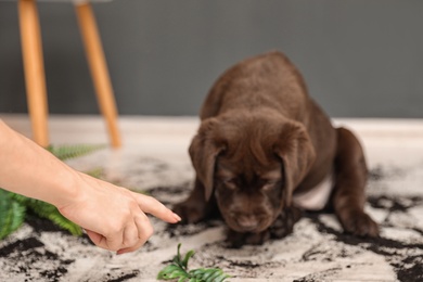 Woman scolding chocolate Labrador Retriever puppy for overturned houseplant at home, closeup