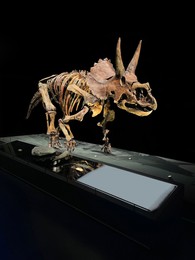 Life size skeleton of Triceratops in museum