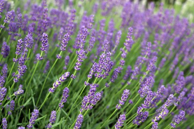 Photo of Beautiful blooming lavender plants growing in field