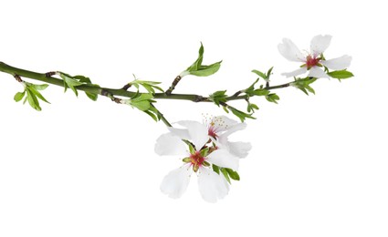 Tree branch with beautiful blossoms isolated on white. Spring season