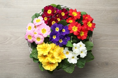 Primrose Primula Vulgaris flowers on floor, top view. Spring season