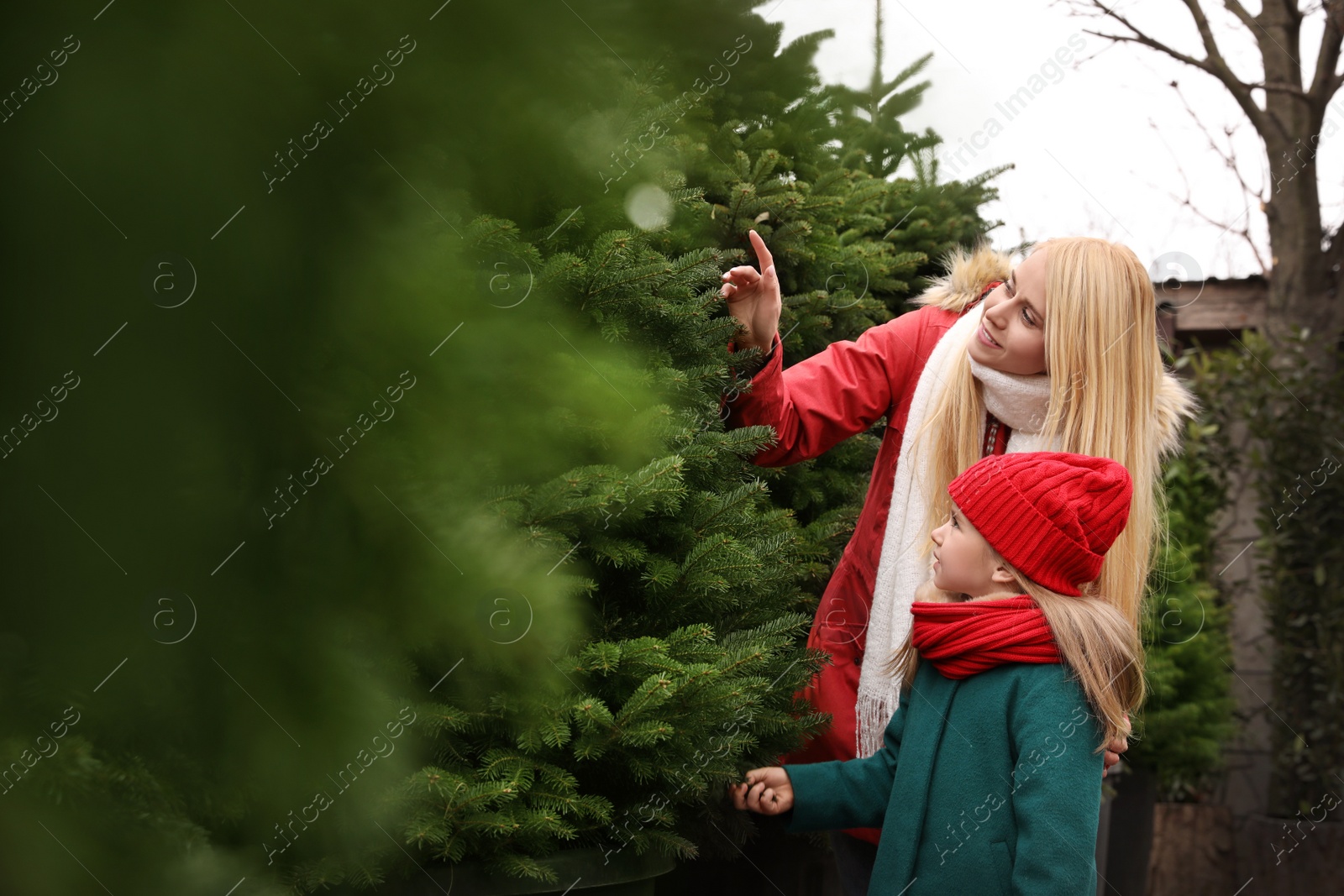 Photo of Mother and daughter choosing plants at Christmas tree farm. Space for text
