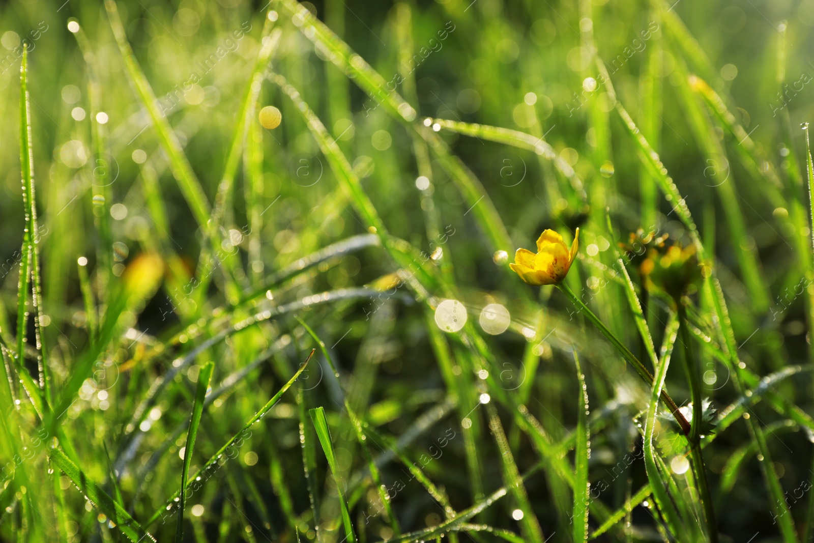 Photo of Green meadow with wild flower on summer day, closeup