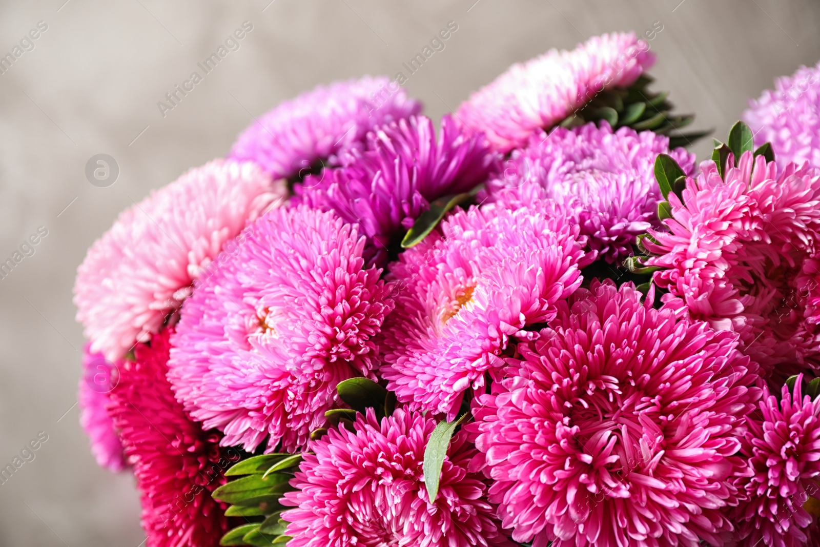 Photo of Beautiful aster flowers on beige background, closeup