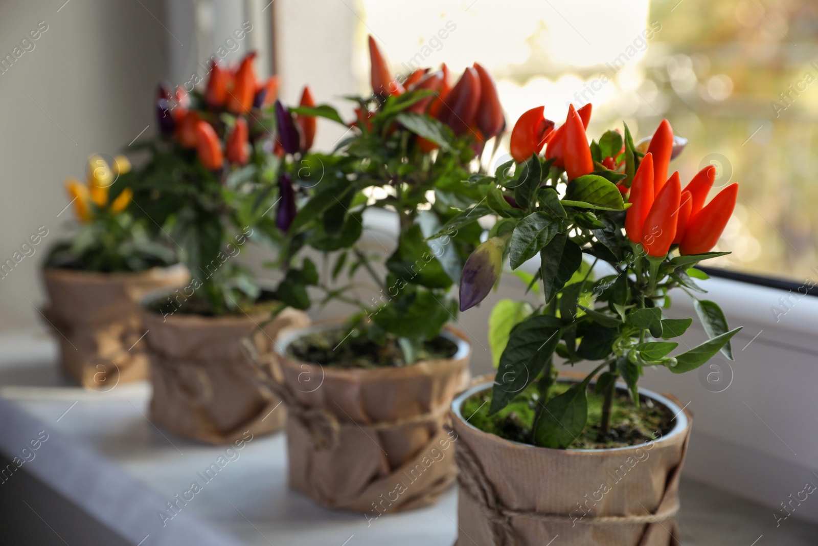 Photo of Capsicum Annuum plants. Many potted multicolor Chili Peppers on windowsill indoors, space for text