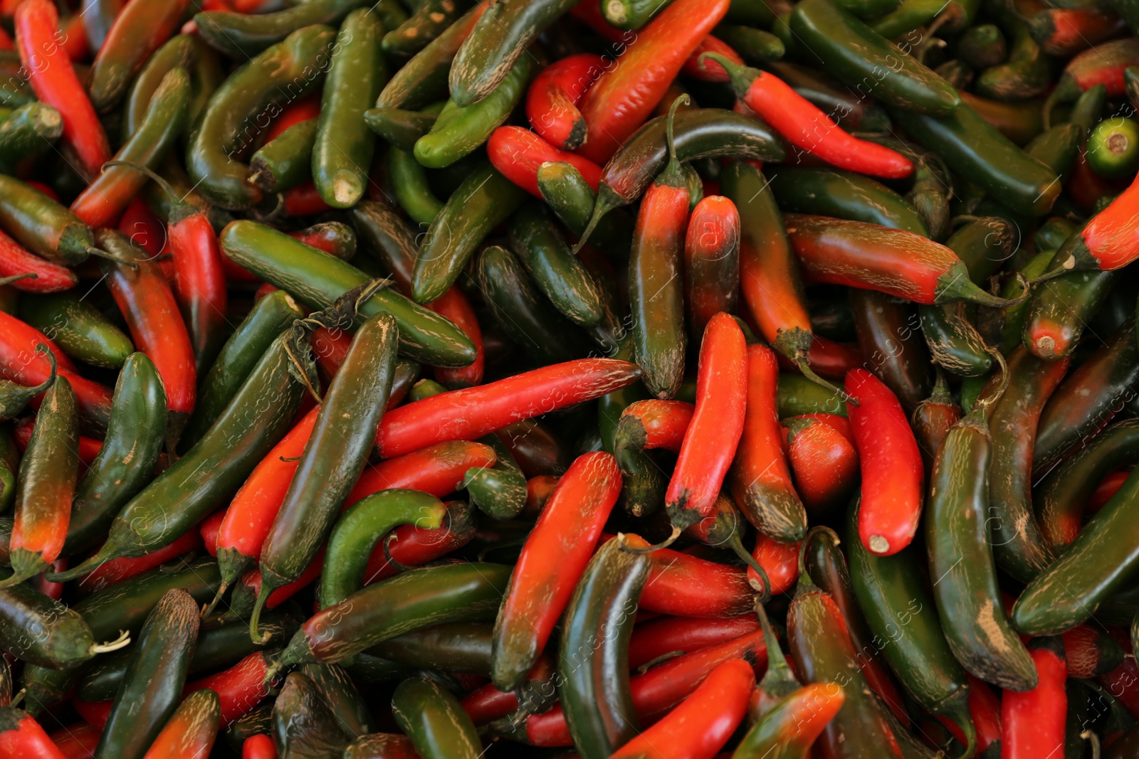 Photo of Heap of fresh Serrano peppers as background, top view